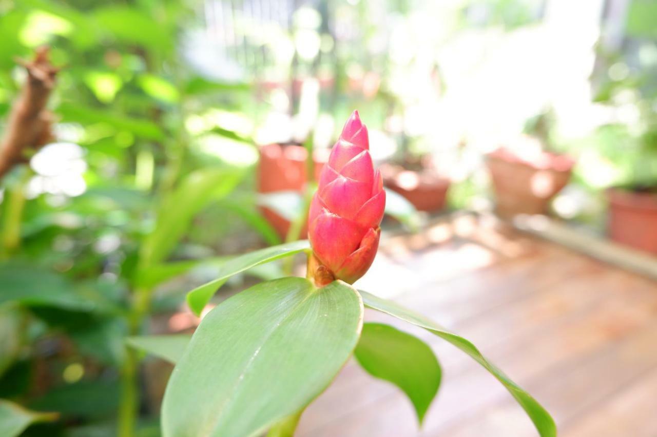 Mon Lodge & Yoga Donmueang Bangkok Esterno foto